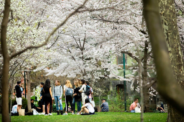 Students socializing under cherry blossom trees on College Green at the University of Pennsylvania