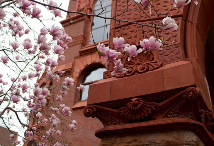 magnolia blooms in front of a section of red stone building