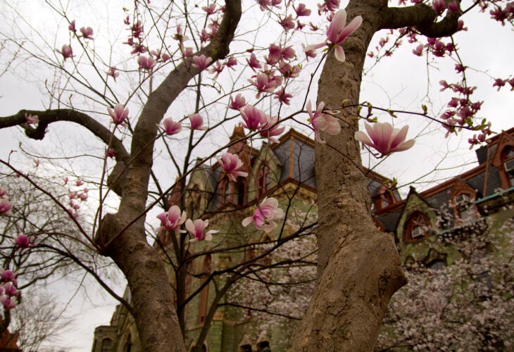 Magnolias in bloom in front of College Hall on University of Pennsylvania campus.