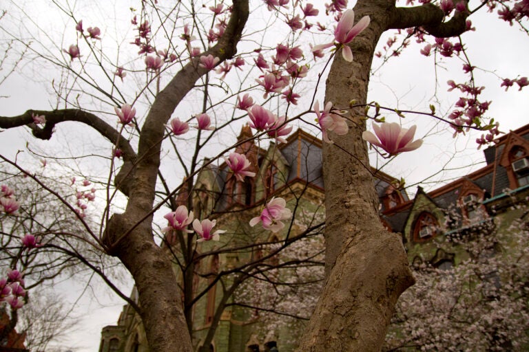 Magnolias in bloom in front of College Hall on University of Pennsylvania campus.